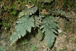 Trichomanes elongatum. Plant growing on a soil bank.  
 Image: L.R. Perrie © Te Papa 2013 CC BY-NC 3.0 NZ
